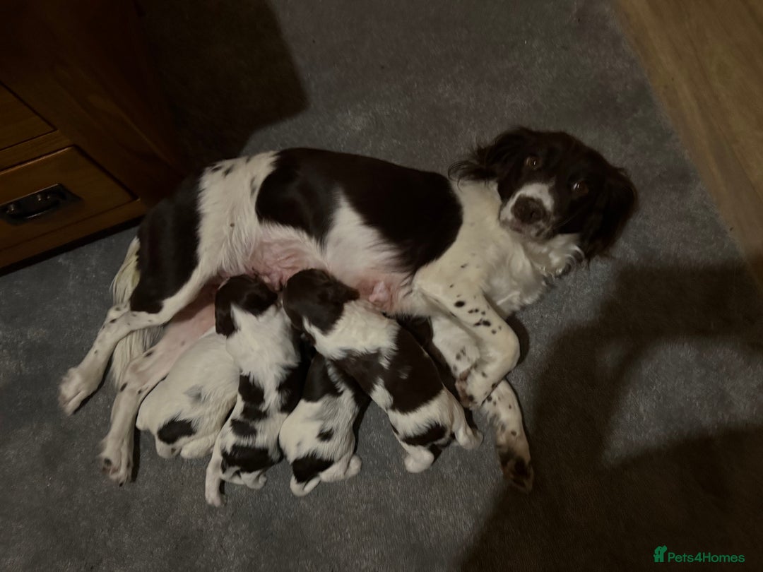 Sprocker dogs for sale: Exceptional F1B Sprocker Puppies - Advert 2