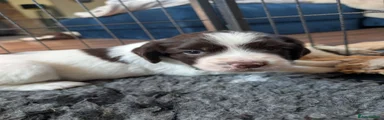 English Springer Spaniel 2