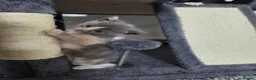 Mixed Breed cats for sale: Playful and Adorable Kittens for their new Homes!! - Advert 31