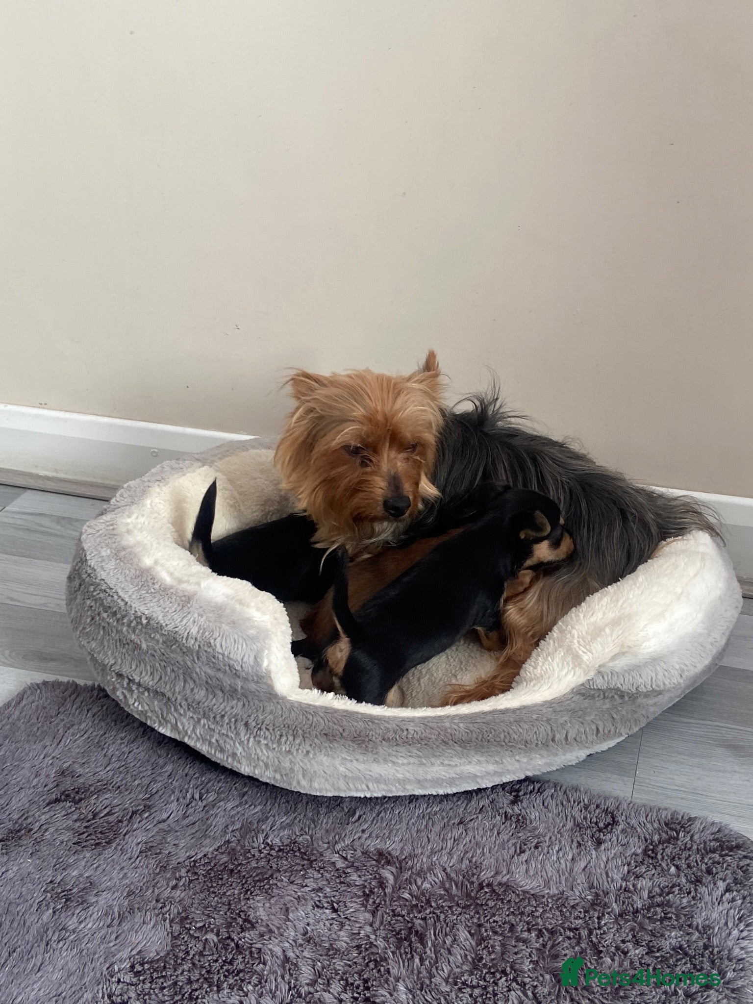 Chorkie dogs 3 Small beautiful Chorkie pups  - Advert 18