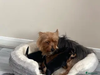 Chorkie dogs 3 Small beautiful Chorkie pups - Advert 18