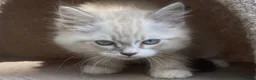 Siberian cats for sale: 3 Adorable Siberian Kittens Available - Advert 15