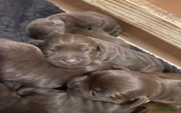 Mixed Breed dogs for sale: Patterdale terrier cross - Image 6