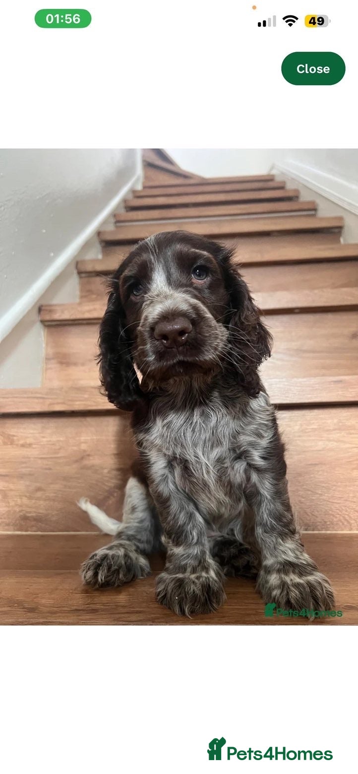 Cocker Spaniel dogs Dolly - puppy - Advert 1