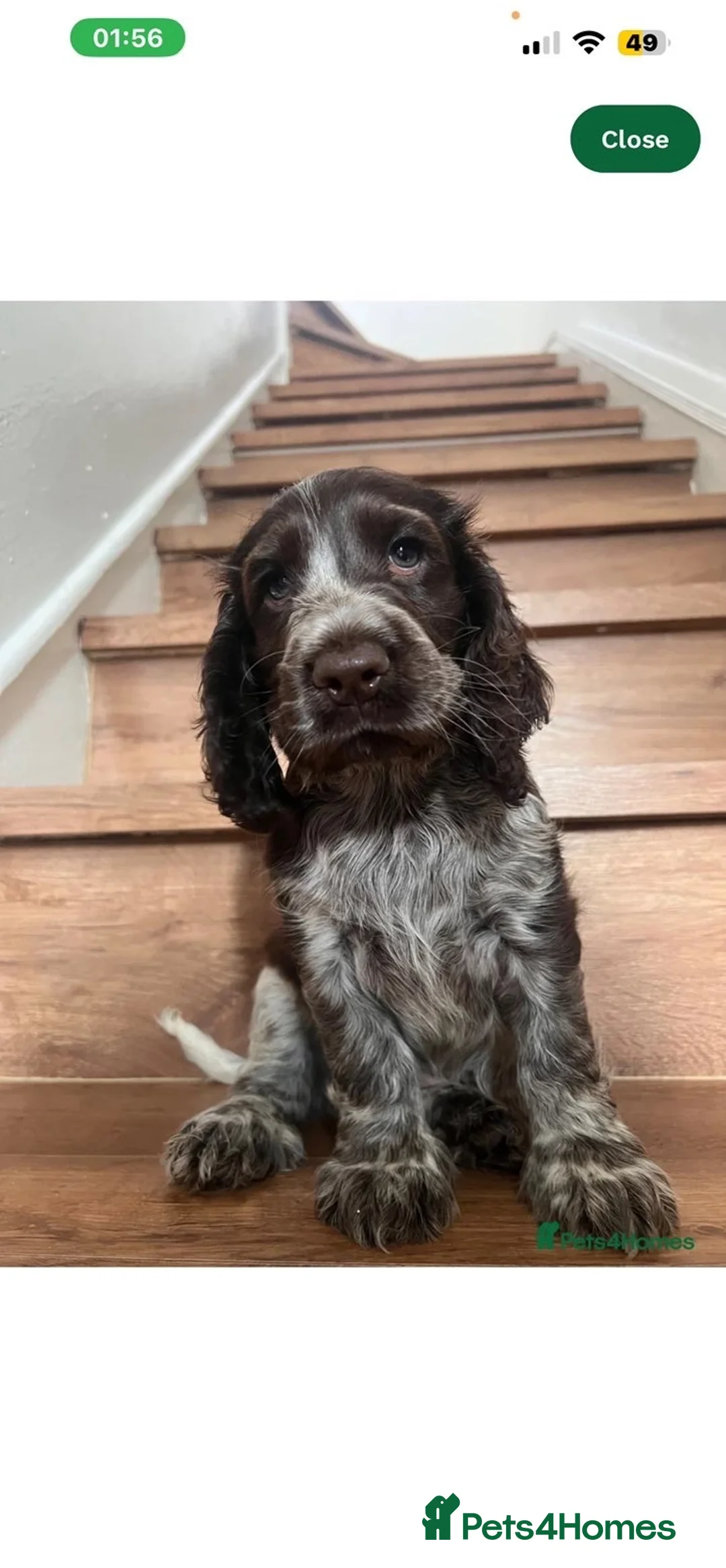 Cocker Spaniel dogs for sale: Dolly - puppy in Mexborough - Advert 1
