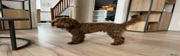 Cockapoo dogs for sale: Gorgeous Cappuccino Curly Cockapoo in Milton Keynes - Advert 6