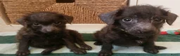 Toy Poodle dogs for sale: 🩶2 Grey/Blue Rare boys🏡1 girl🩷 - Advert 14