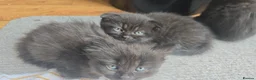 British Shorthair cats for sale: British shorthair fold kittens  - Advert 6