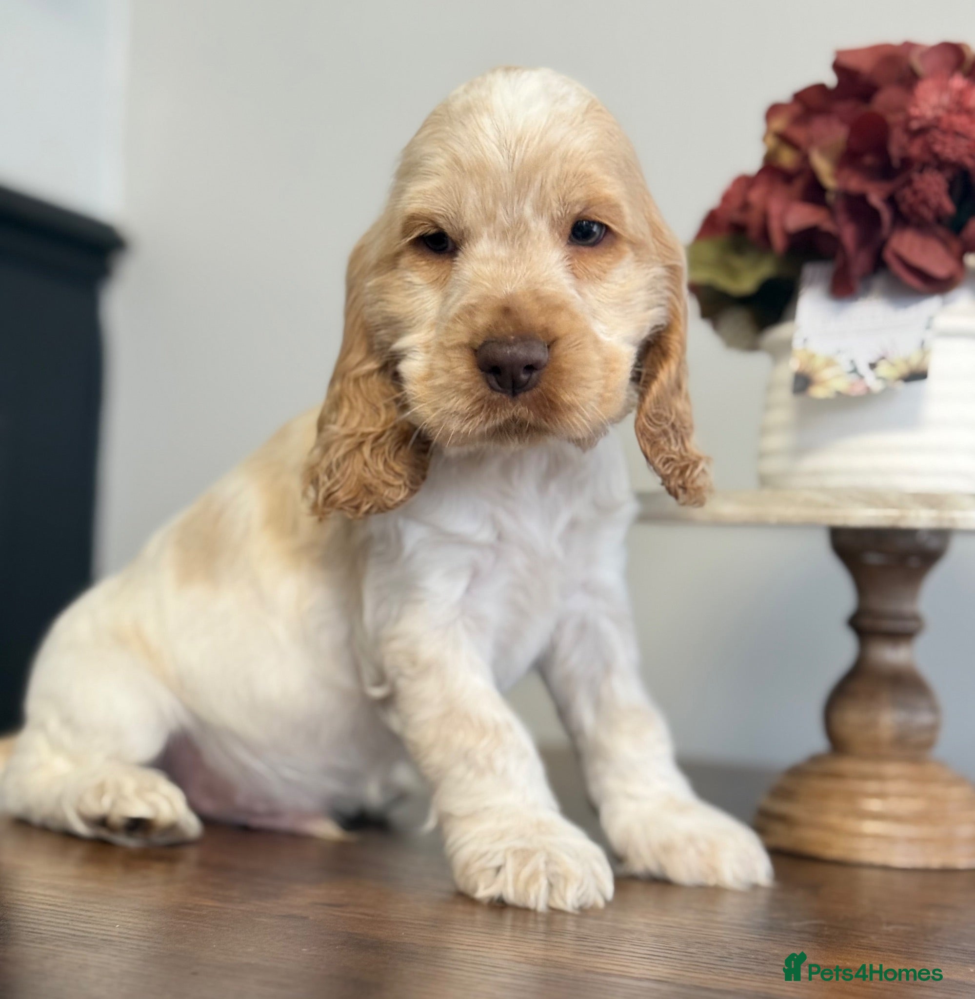 Cocker Spaniel dogs Show type cocker spaniels  - Advert 1