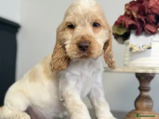 Cocker Spaniel dogs Show type cocker spaniels - Advert 1