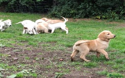 Labradoodle dogs for sale: Labradoodle / Fox Red Labrador X Puppies - Image 37