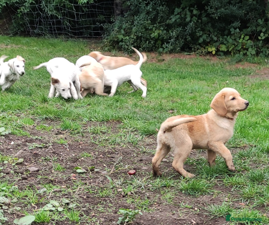 Labradoodle dogs for sale: Labradoodle / Fox Red Labrador X Puppies - Image 37