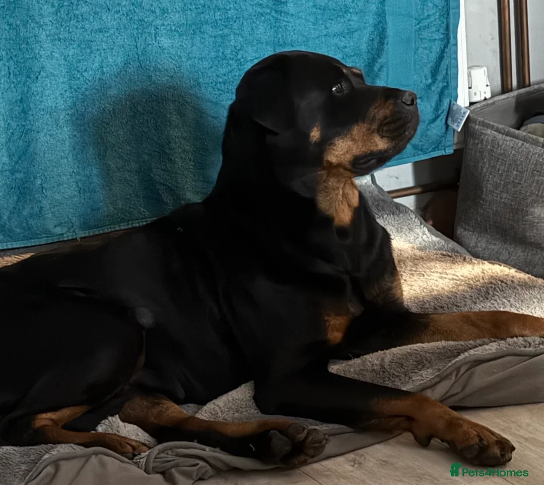 Mixed Breed dogs for sale: Rottweiler cross cane corso in Heathfield - Advert 9