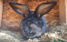 Continental Giant rabbits for sale: 2x Black Pure Giant Continental Bucks  - Image 11