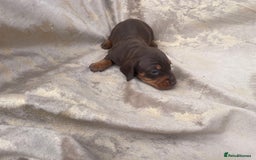 Dachshund dogs for sale: Dachshund puppies  - Image 4