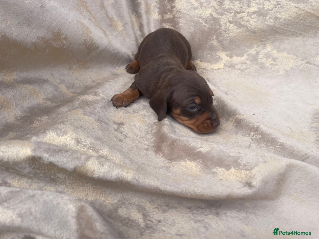 Dachshund dogs for sale: Dachshund puppies  - Image 4