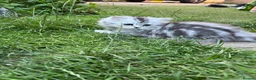 Persian cats for sale: Persian kittens for sale - Advert 9