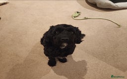 Cockapoo dogs for sale: 1 year old male cockapoo - Advert 2