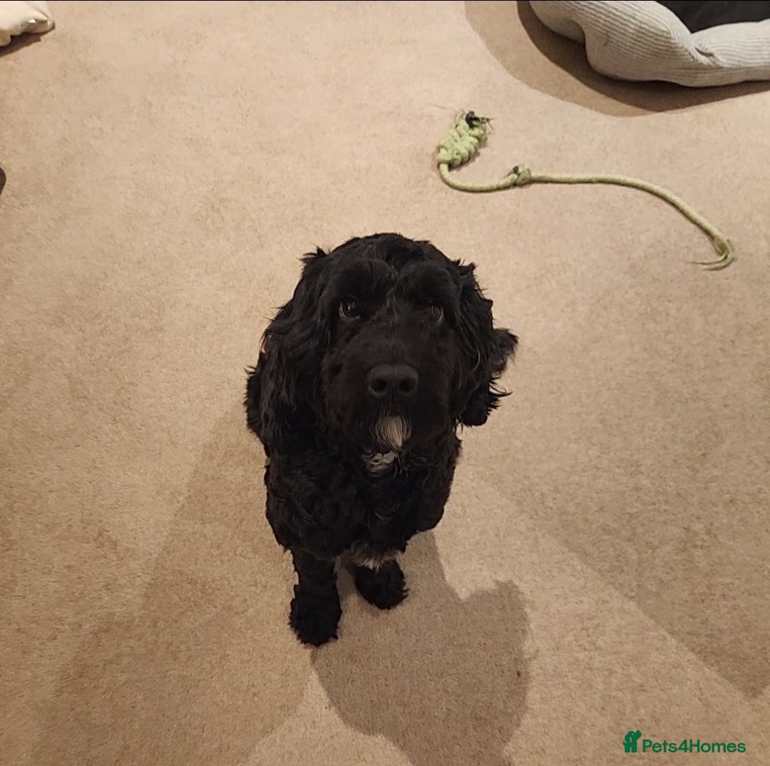 Cockapoo dogs for sale: 1 year old male cockapoo - Advert 2
