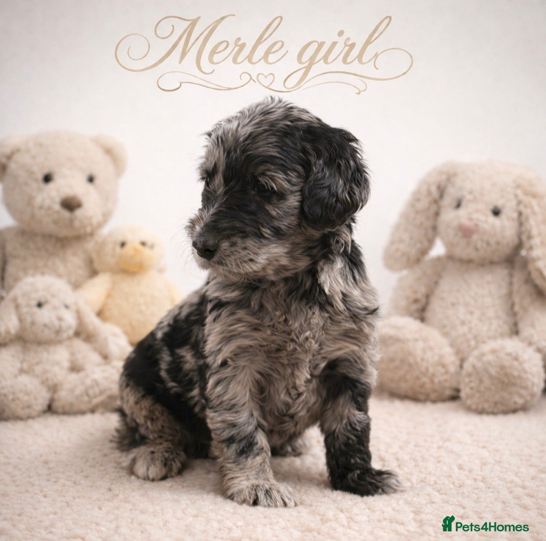 Goldendoodle dogs Beautiful miniature F1 Goldendoodle - Advert 2