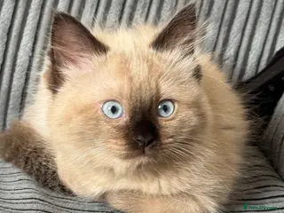 Ragdoll cats Eight-week-old Ragdoll kitten - Advert 15