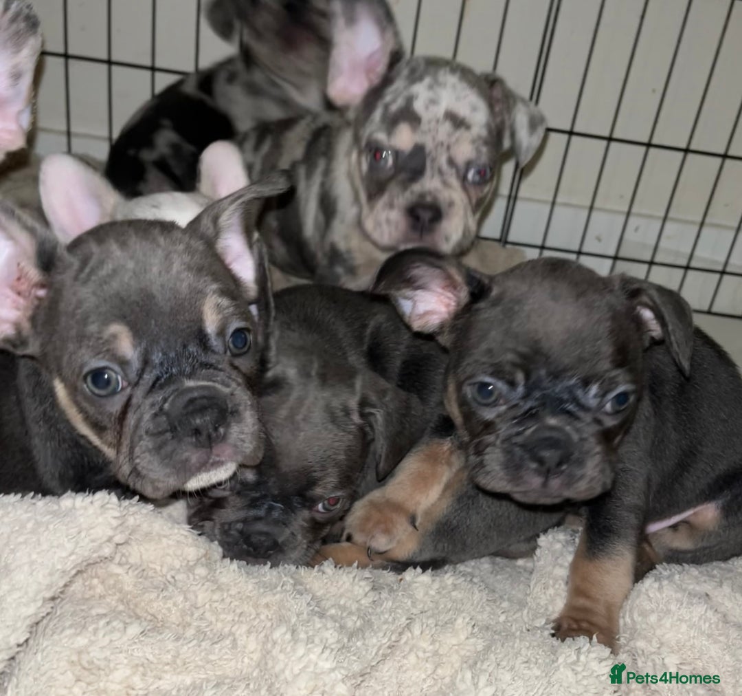 French Bulldog dogs for sale: READY NOW French bulldog pups REDUCED - Advert 18