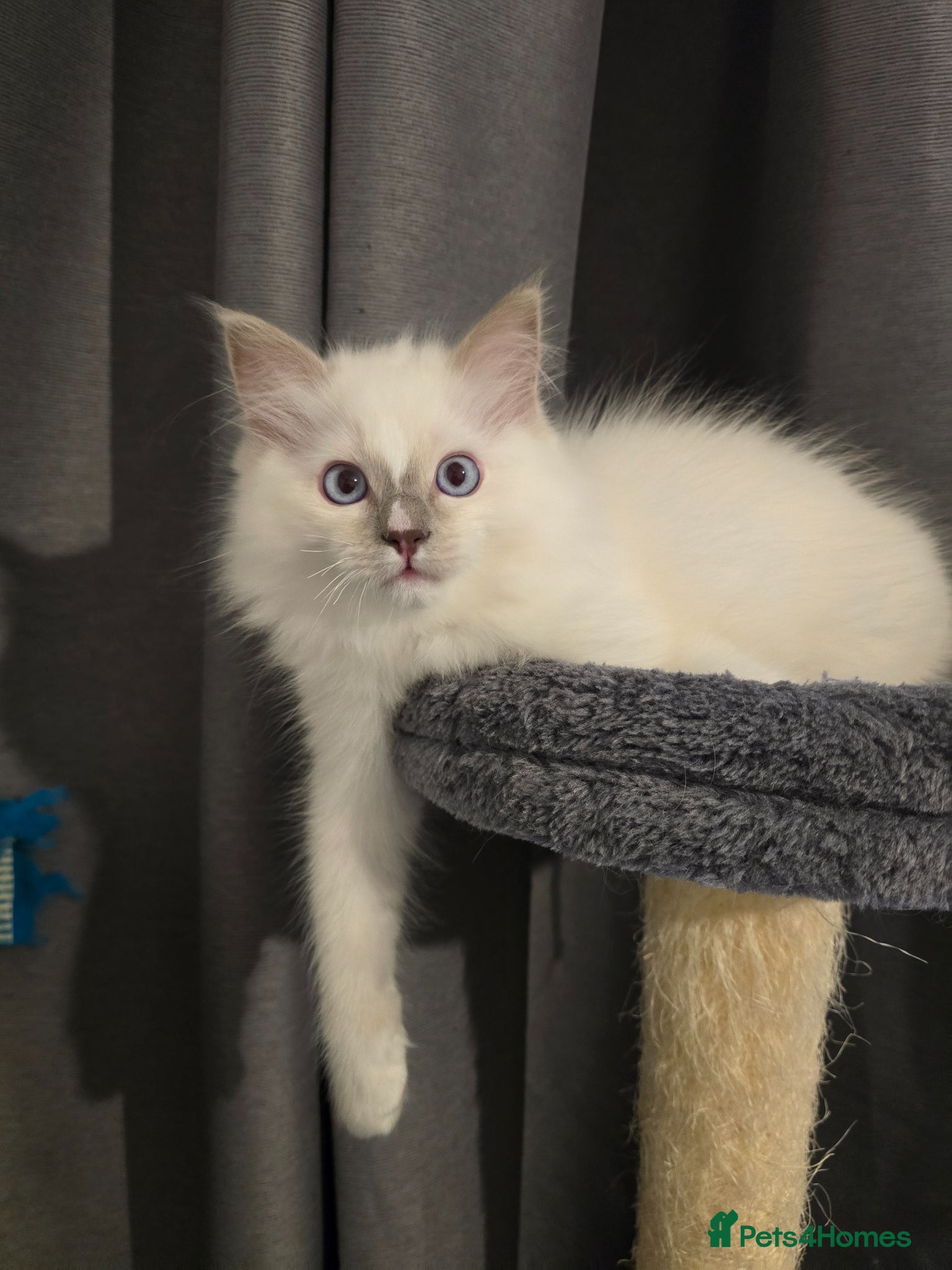 Ragdoll cats Ragdoll boy - Advert 6