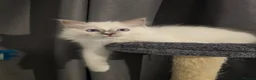 Ragdoll cats for sale: Ragdoll boy - Advert 1