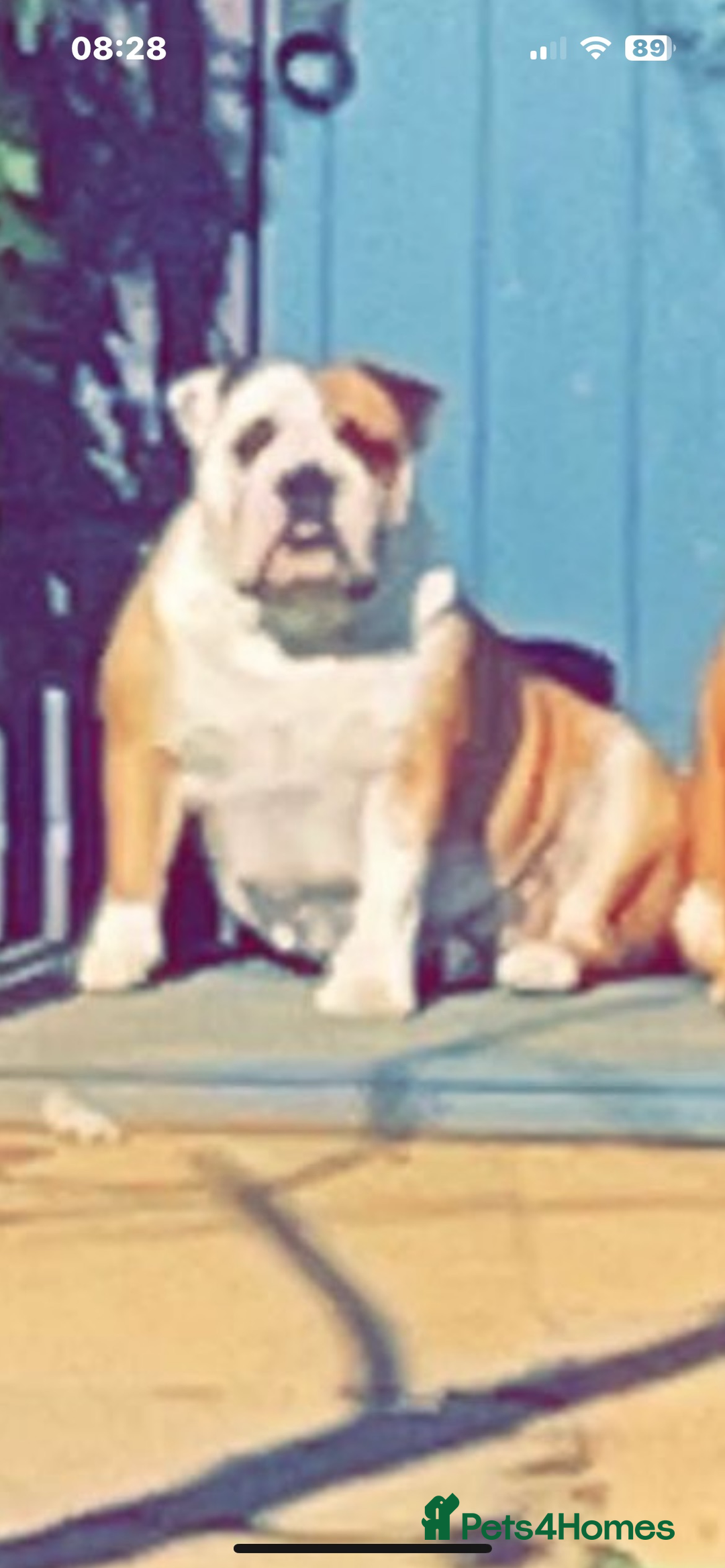 English Bulldog dogs for sale: ONE BEAUTIFUL BOY AVAILABLE  - Advert 8