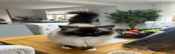 Ragdoll cats for sale: Ragdolls Brother and Sister (Nearly 4 Years old) L in Market Harborough - Advert 7
