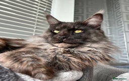 Maine Coon cats for stud: Proven GCCF & TICA Black Smoke stud in Bolton - Image 7