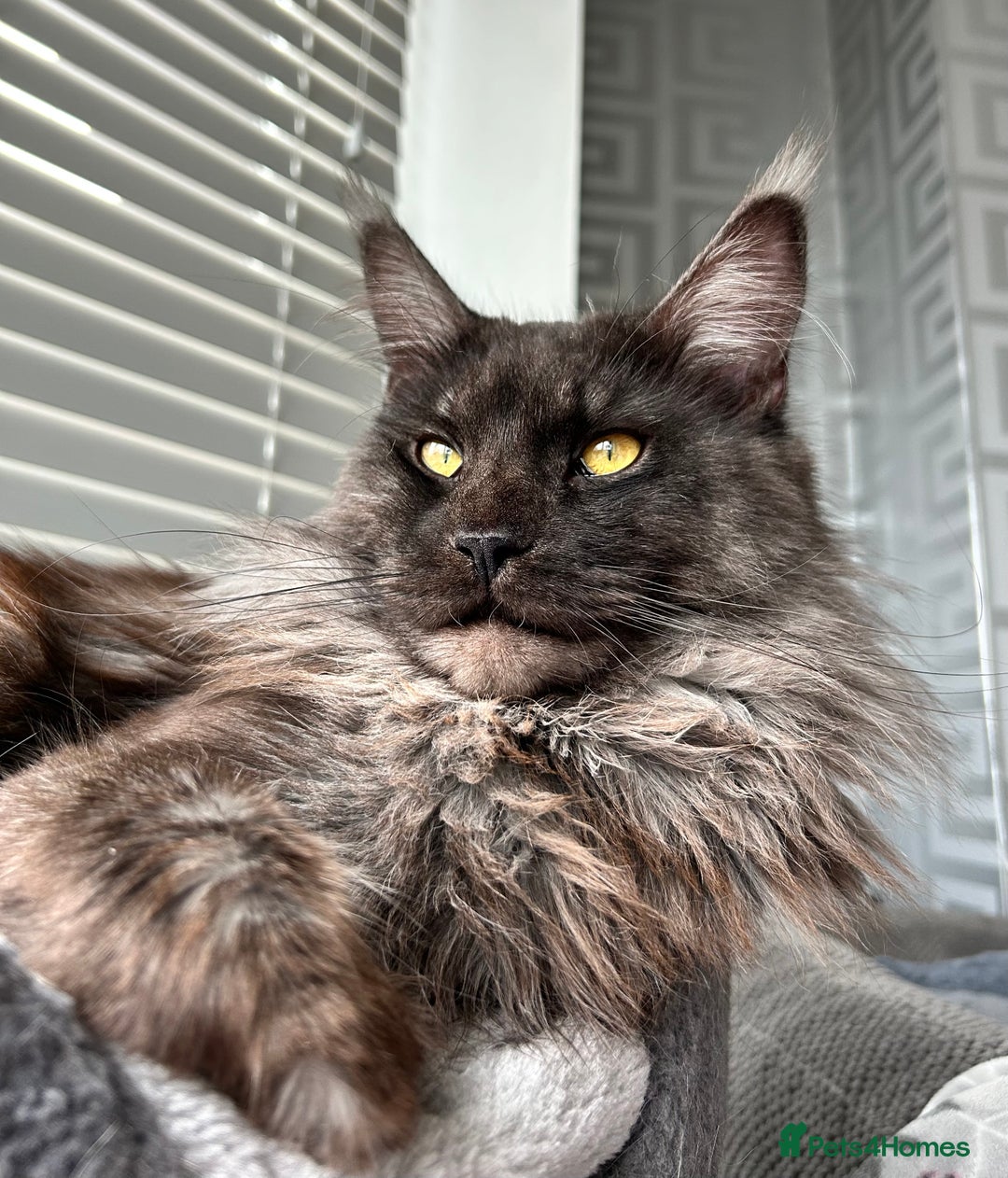 Maine Coon cats for stud: Proven GCCF & TICA Black Smoke stud in Bolton - Image 7