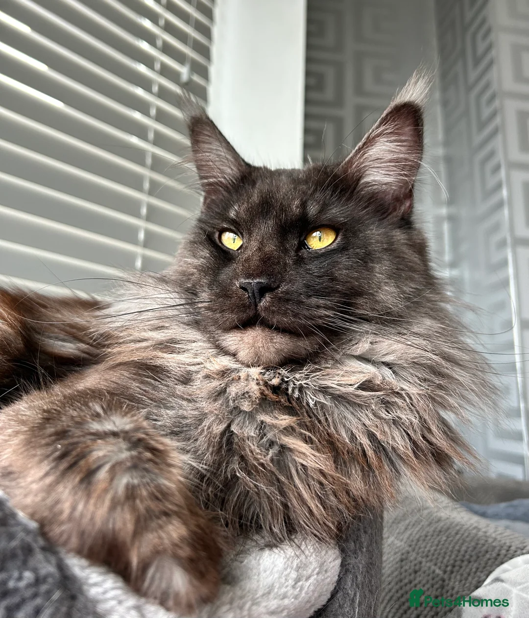 Maine Coon cats for stud: Proven GCCF & TICA Black Smoke stud in Bolton - Advert 8