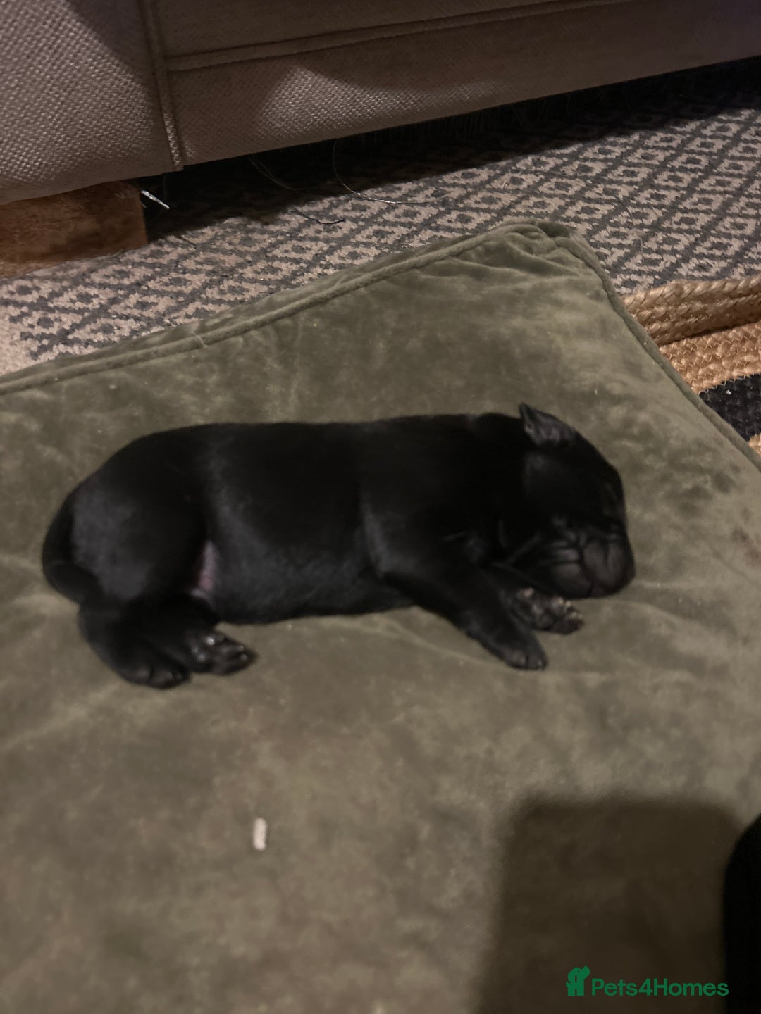 Labrador Retriever dogs for sale: Labrador Puppies - Advert 12