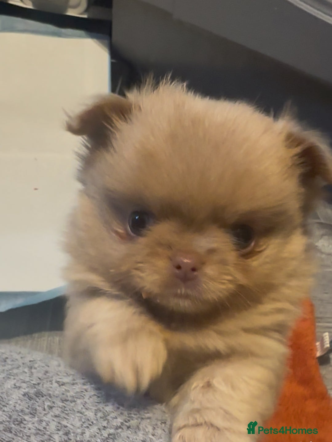 Pomchi dogs for sale: 1 x Fluffy Female Pomchi For Sale  - Advert 2