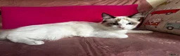 Ragdoll cats for sale: GCCF Registered Active Female - Advert 4