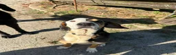 Mixed Breed dogs for adoption: Simba - Advert 2