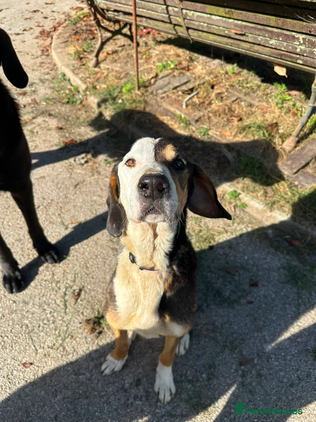 Mixed Breed dogs for adoption: Simba - Advert 2