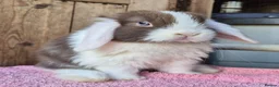 Mini Lop rabbits for sale: Mini lop baby rabbits ready now  - Advert 1