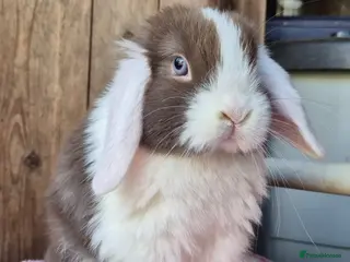 Mini Lop rabbits Mini lop baby rabbits ready now - Advert 2