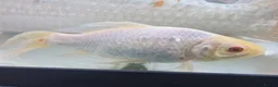 Koi Carp fish for sale: Koi and goldfish for sale - Advert 3