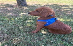 Cavapoo dogs for sale: Cavapoo puppy  - Image 9