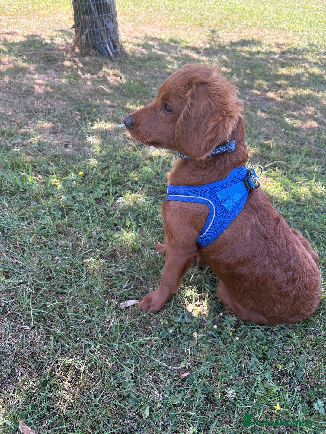 Cavapoo dogs for sale: Cavapoo puppy  - Image 9
