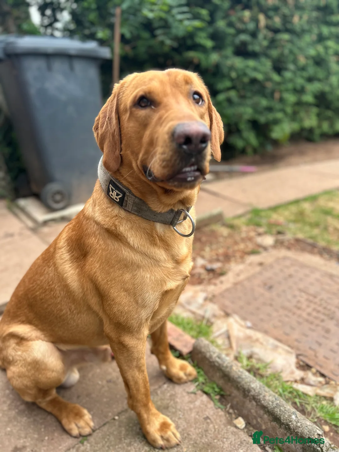 Labrador Retriever dogs for stud: Pedigree Health tested Fox Red Labrador for stud  in Wolverhampton - Advert 31