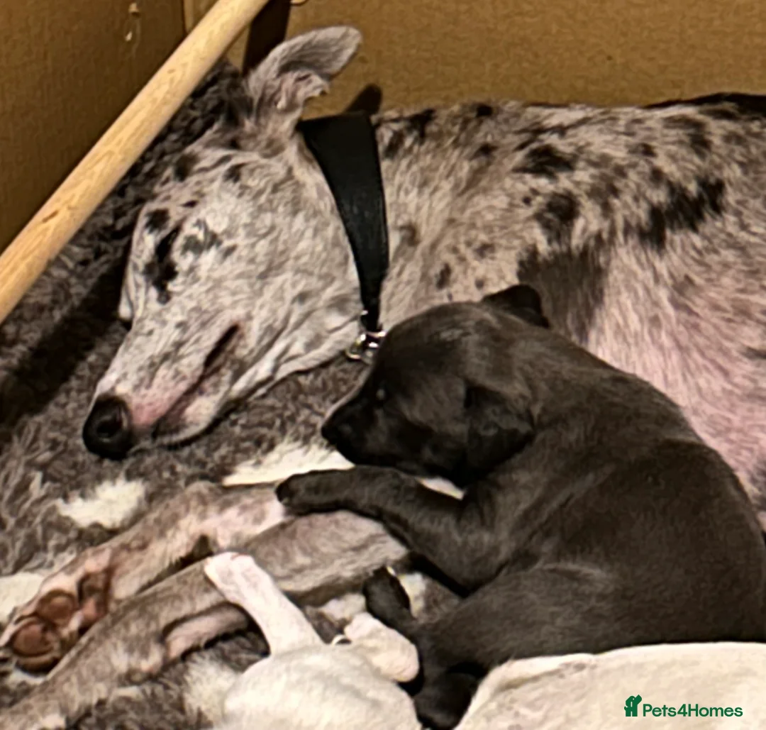 Whippet dogs for sale: Whippet lurcher pups - Advert 10