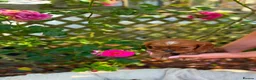 Cavalier King Charles Spaniel dogs for sale: Cavalier king charles spaniels  - Advert 11