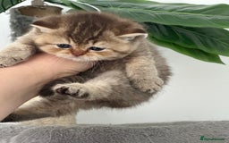 British Shorthair cats for sale: KITTENS AVAILABLE FROM CHAMPION GOLDEN LINES 🐻⭐️ - Image 2