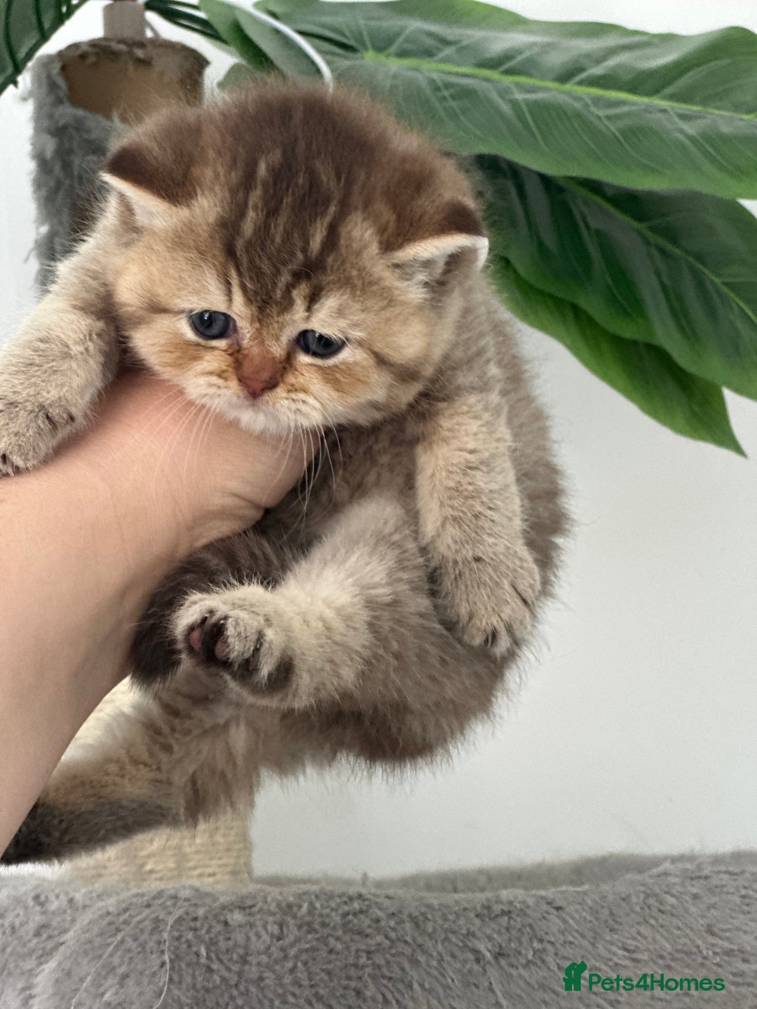 British Shorthair cats for sale: KITTENS AVAILABLE FROM CHAMPION GOLDEN LINES 🐻⭐️ - Image 2