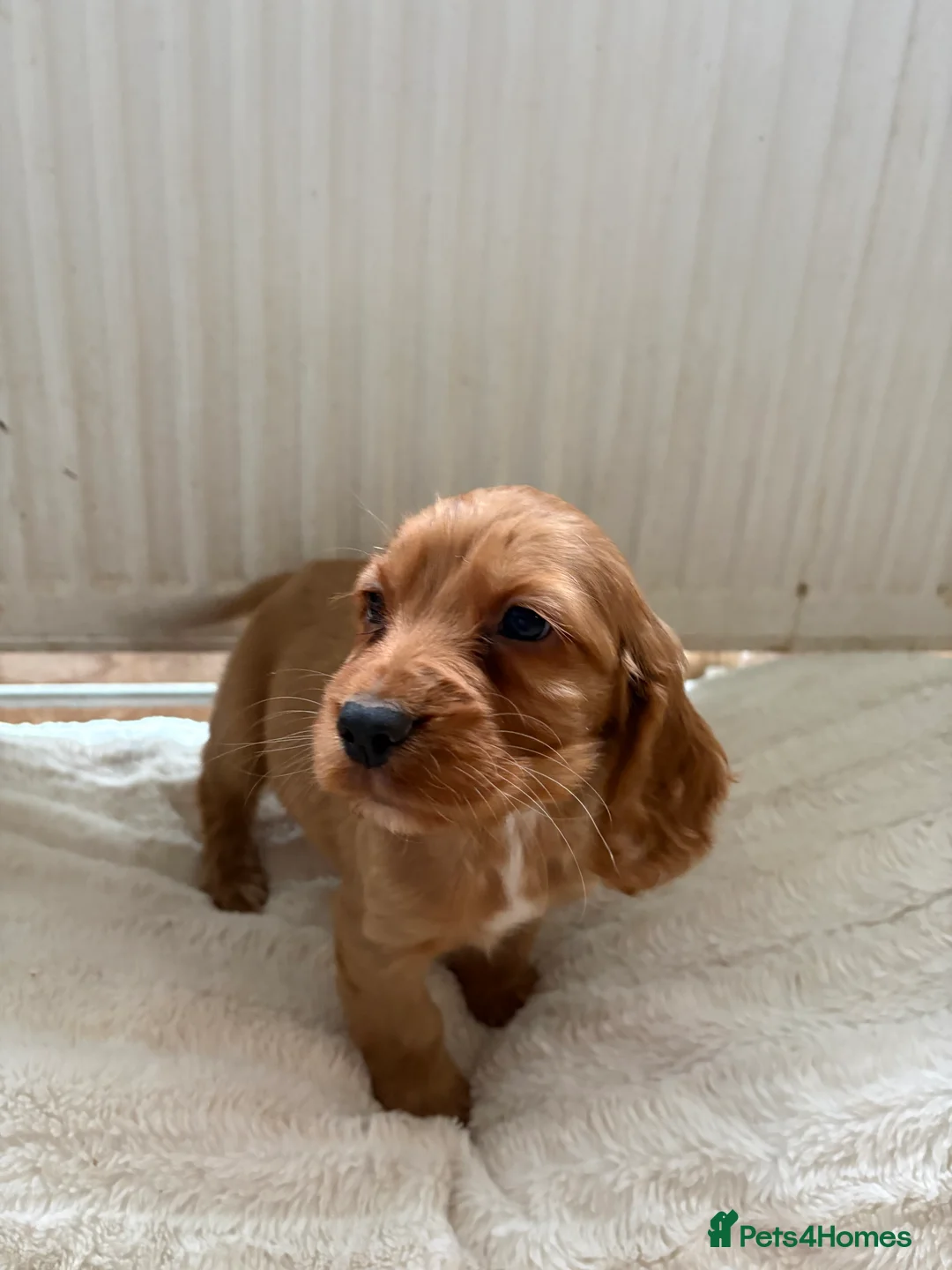 Cocker Spaniel dogs for sale: Stunning red cocker spaniels  - Advert 10