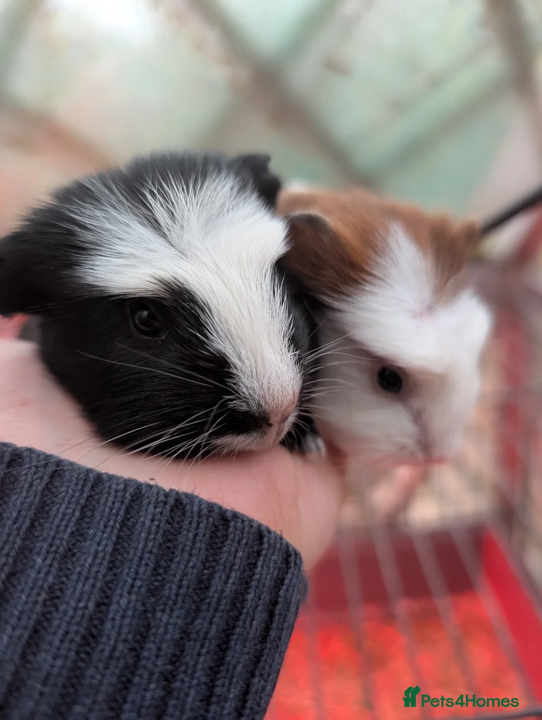 Guinea Pig rodents for sale: Baby guinea pig pair boys  - Advert 2
